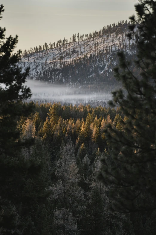 the view from behind a tree covered hill shows fog and low lying trees