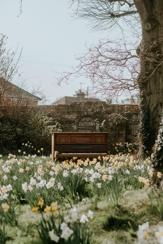 flowers blooming on a sunny, early spring day