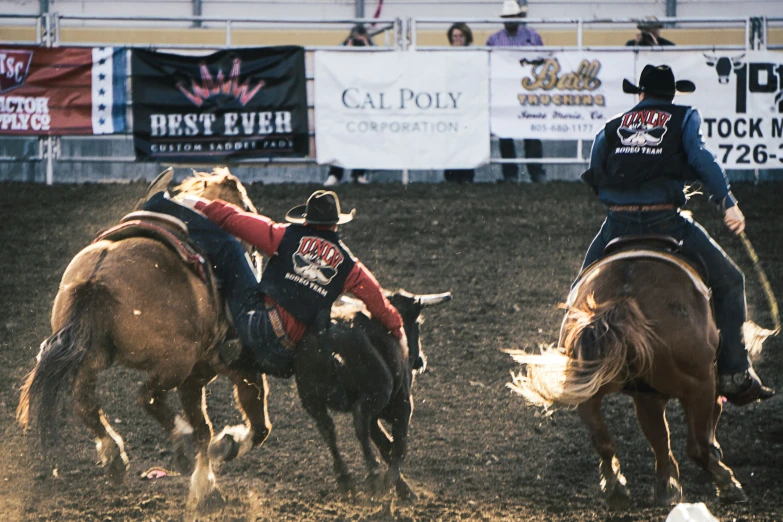 a couple of men on horses chasing two cows