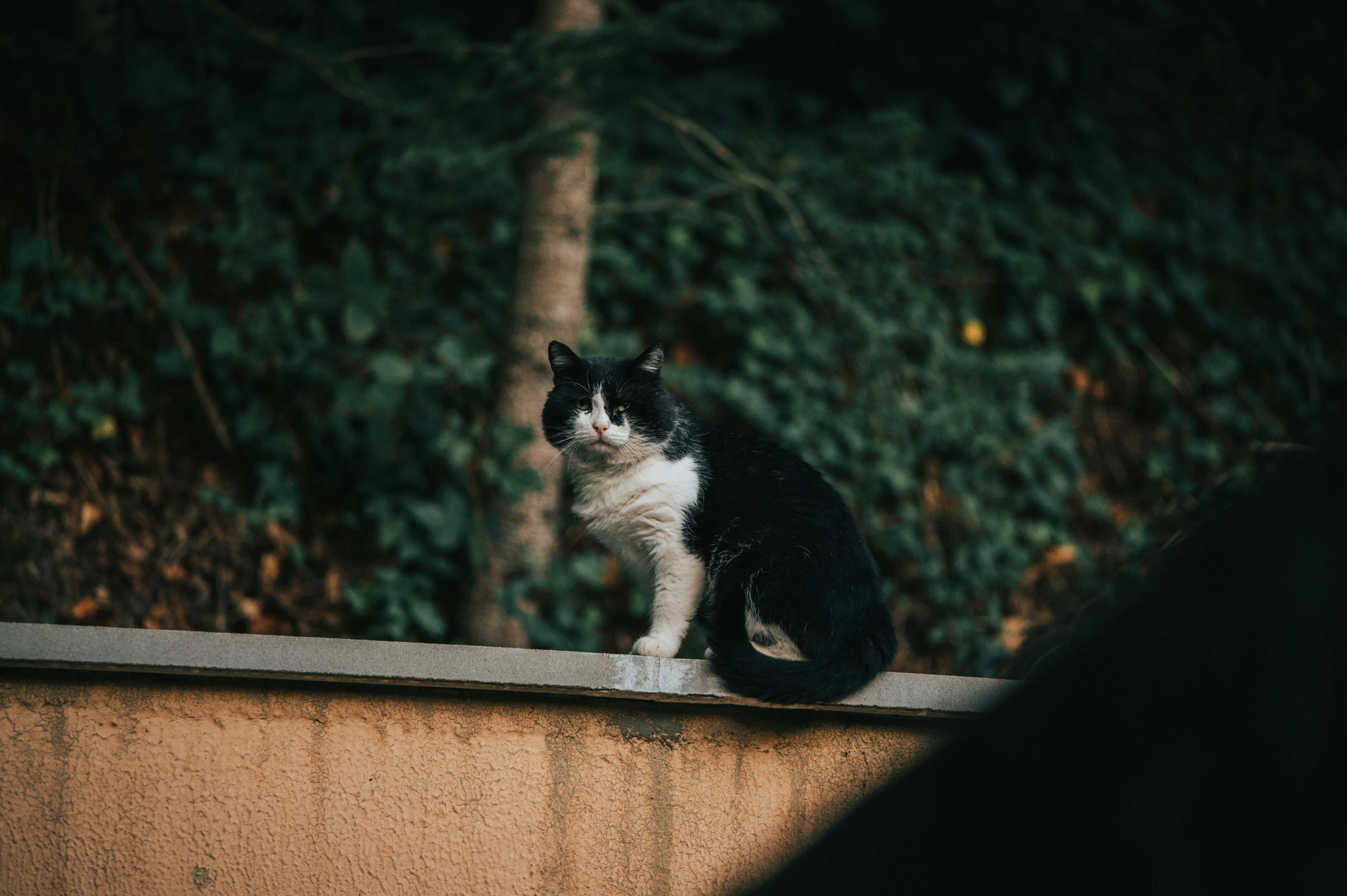 a black and white cat sitting on a wall