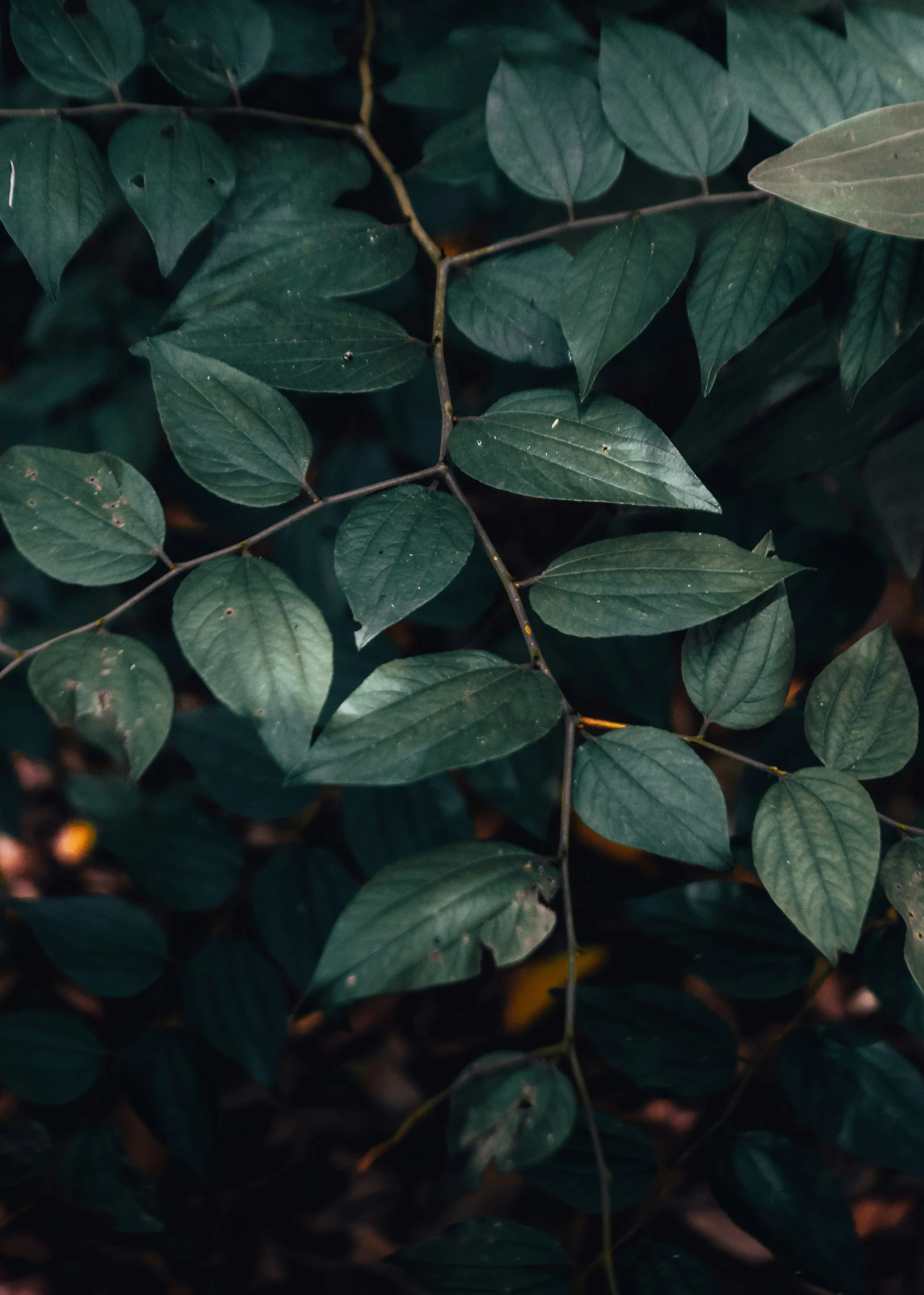 a green bush with several leaves on it