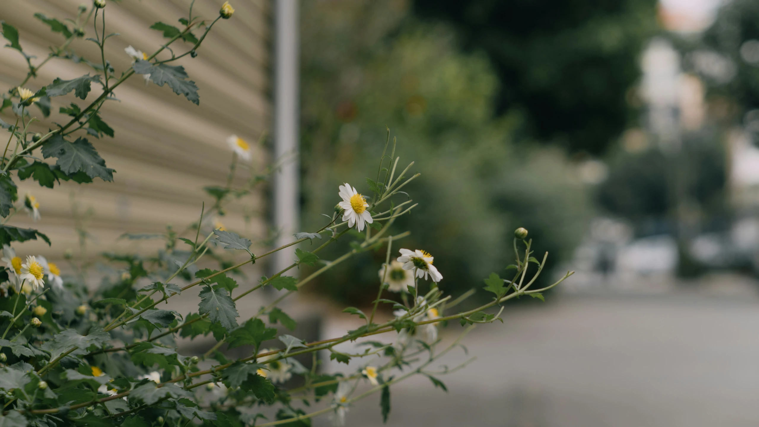 some yellow and white flowers and some buildings