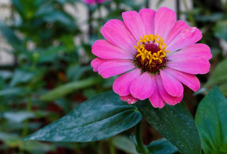 closeup of a single pink flower with green leaves