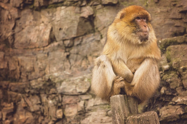 a brown monkey sitting on a tree limb by a cliff