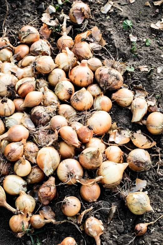 an image of some bulbs of onions that are out in the garden