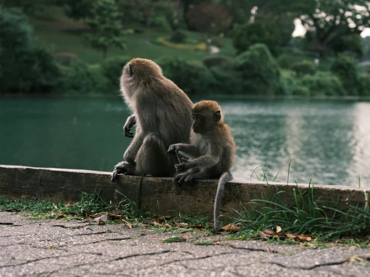 two monkeys sitting by the water looking at each other