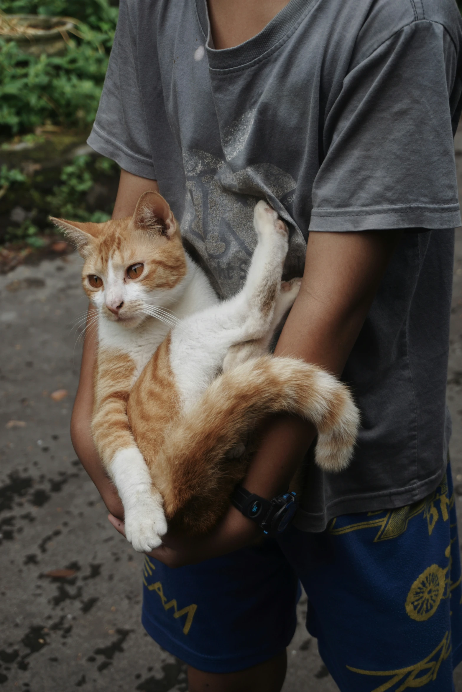 a  holding an orange and white cat in their arms