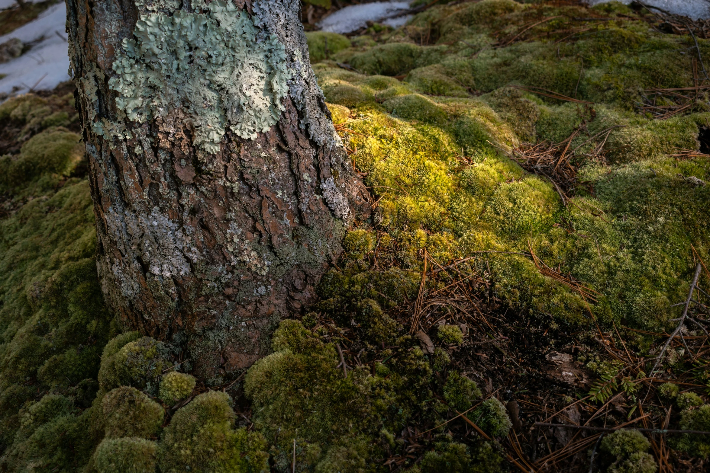 a tree stump on the ground covered with grass