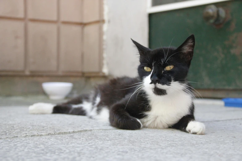 black and white cat with yellow eyes sitting on concrete