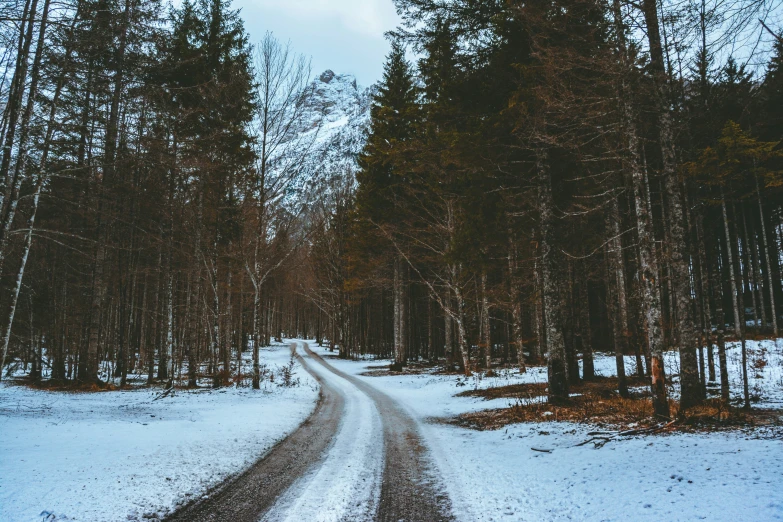 the road through a snowy forest during the day