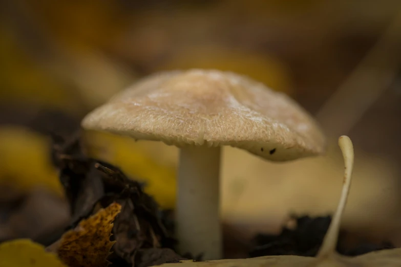 a mushroom sitting on the side of a bed of leaves
