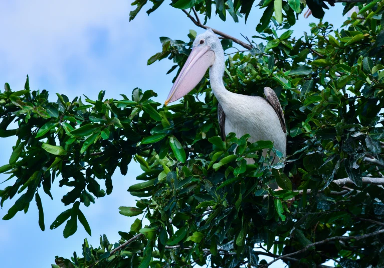 a very large bird perched in a big tree