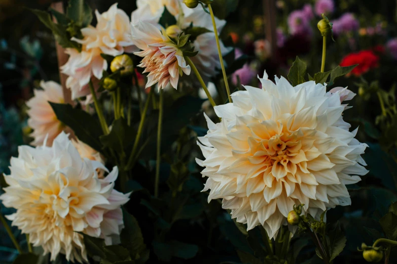 flowers with yellow centers all around them and some others