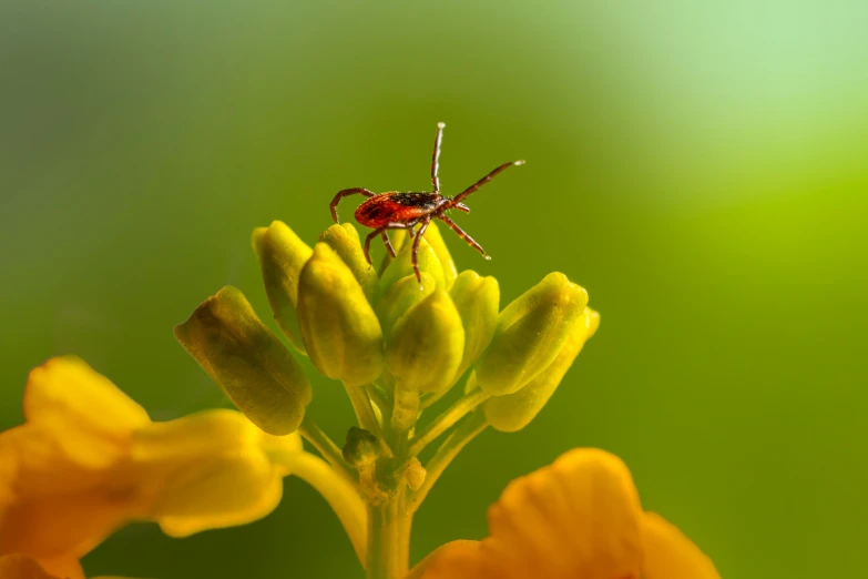 a mosquito on the stem of an orange flower