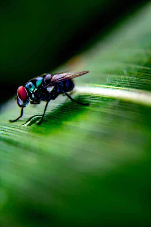 a fly rests on a long green leaf