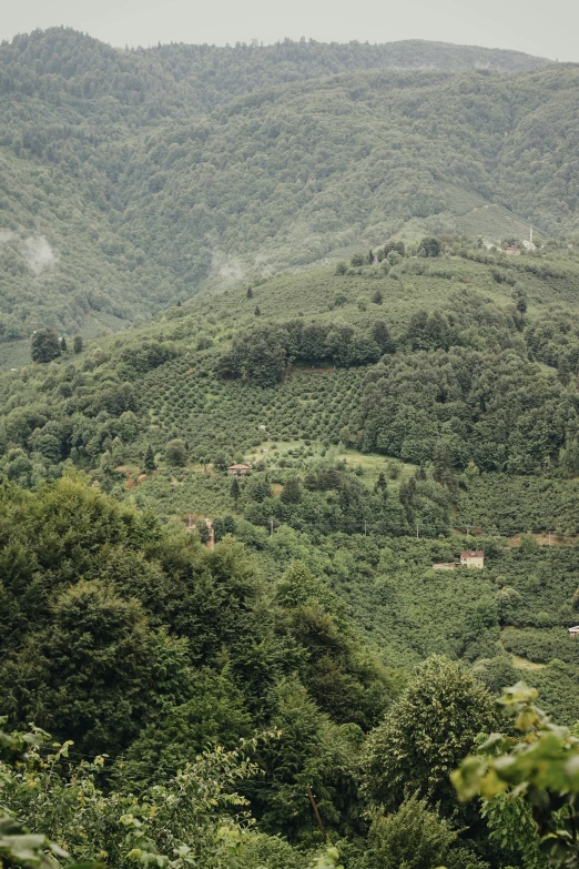 lush green mountain ranges in the jungle on a cloudy day