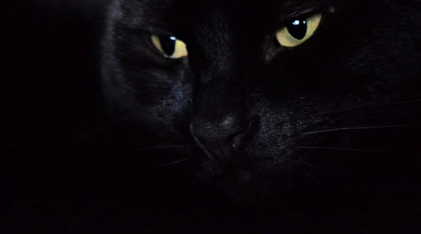 a black cat looking out into the dark
