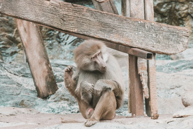 a close - up of a small monkey standing at the base of a tree