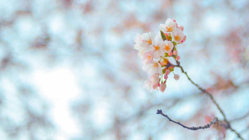 an image of a blossoming tree nch with pink and yellow blossoms