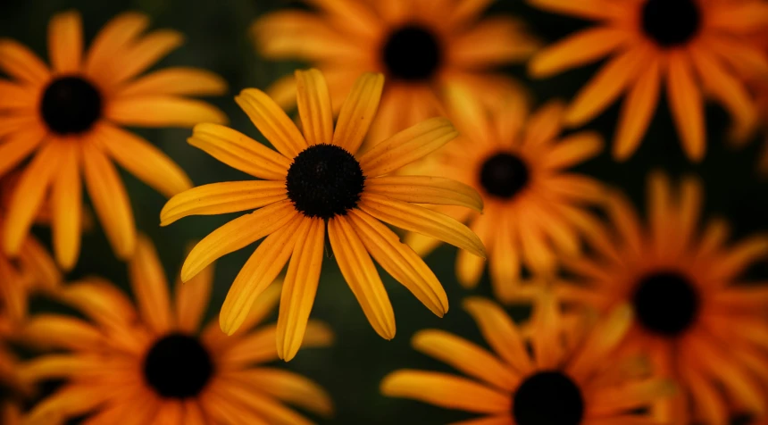 an image of orange flowers against a background