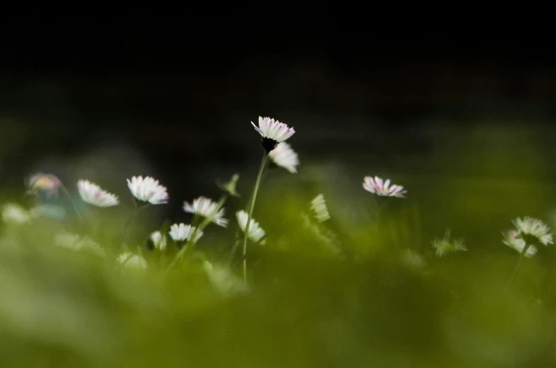 the flowers are in the green grass with black background