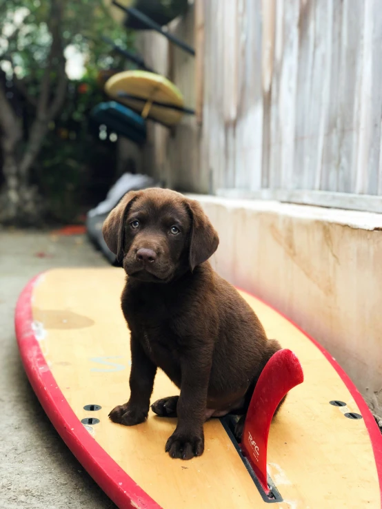a brown puppy sitting on top of a surf board