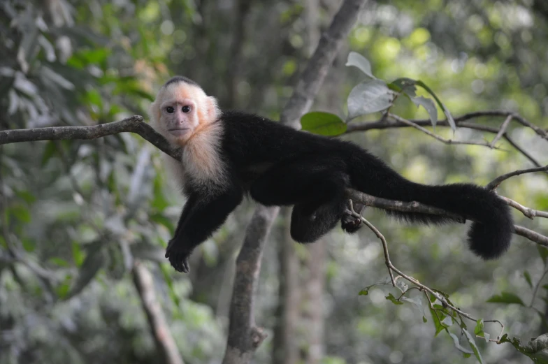 a white faced capreo monkey hanging in a tree