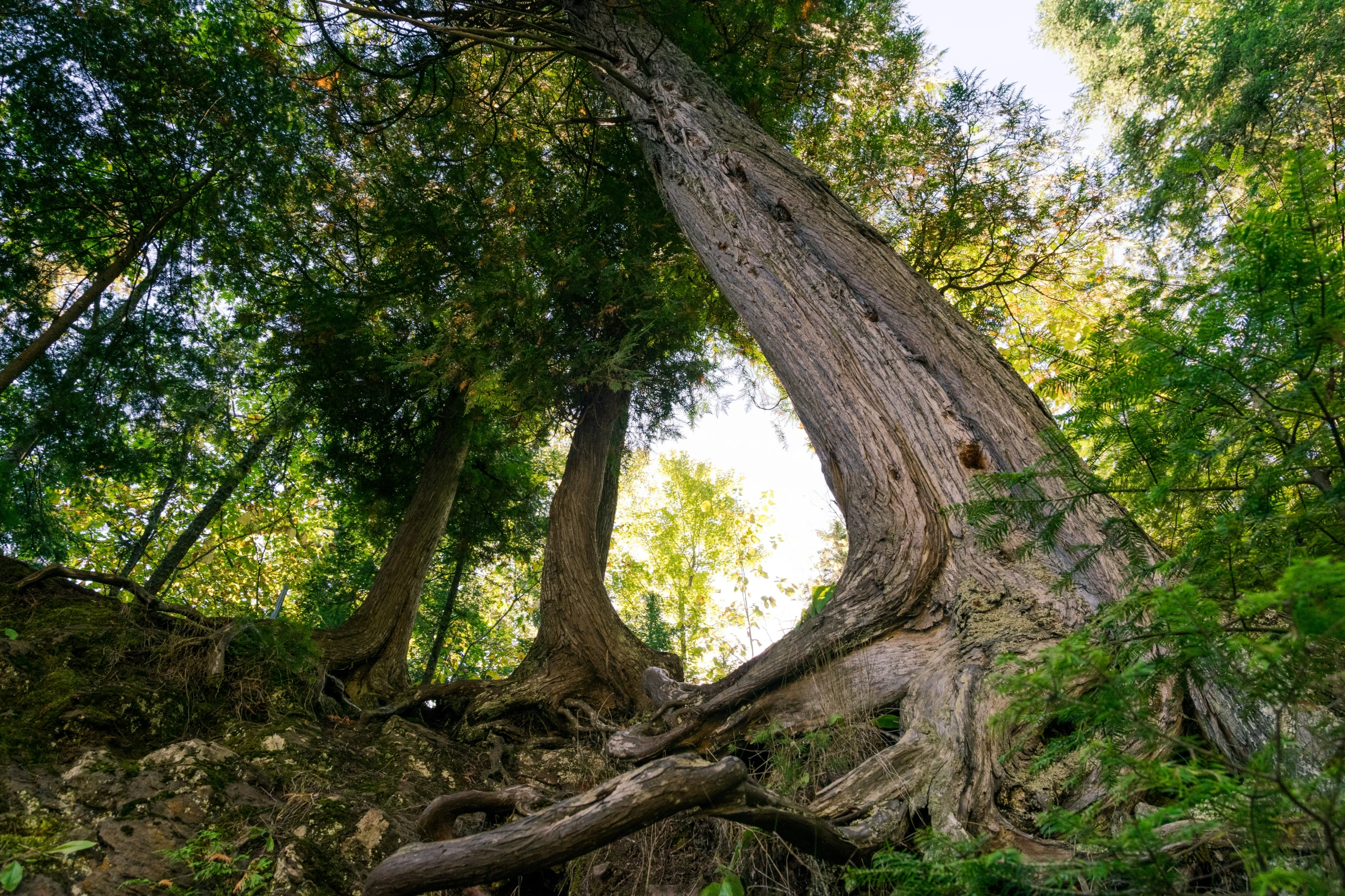 a very large tree that is in some kind of forest