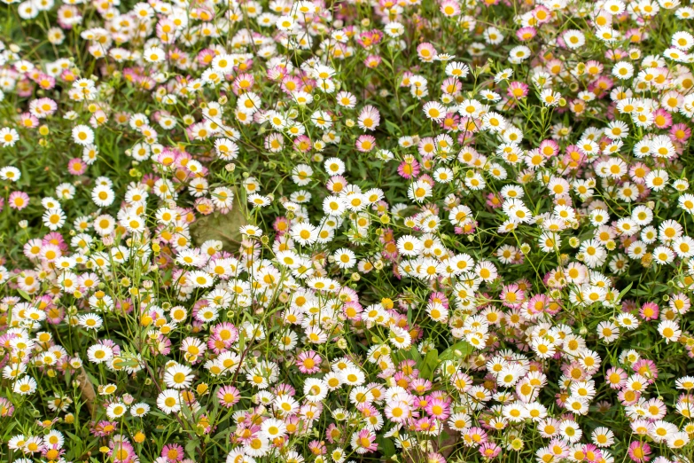 the flowers are bright red white and yellow