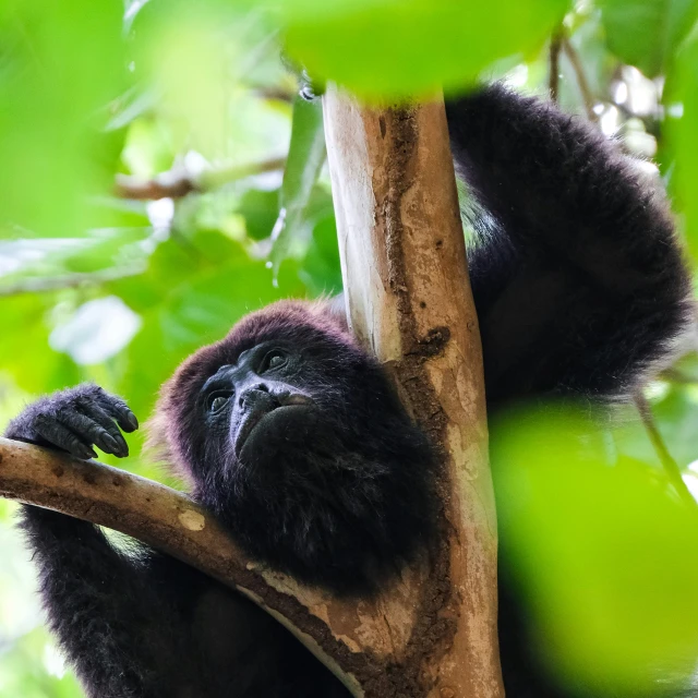 a baby gorilla hanging in a tree with leaves