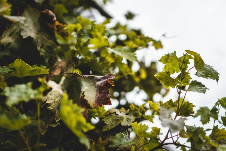 a leafy tree is standing out against the grey sky