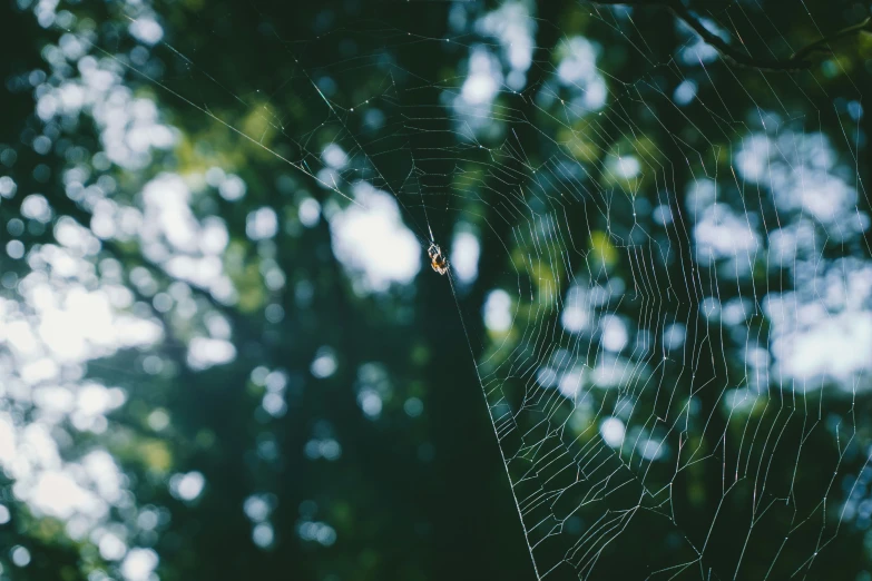 a spider web that is hanging off the side of a tree