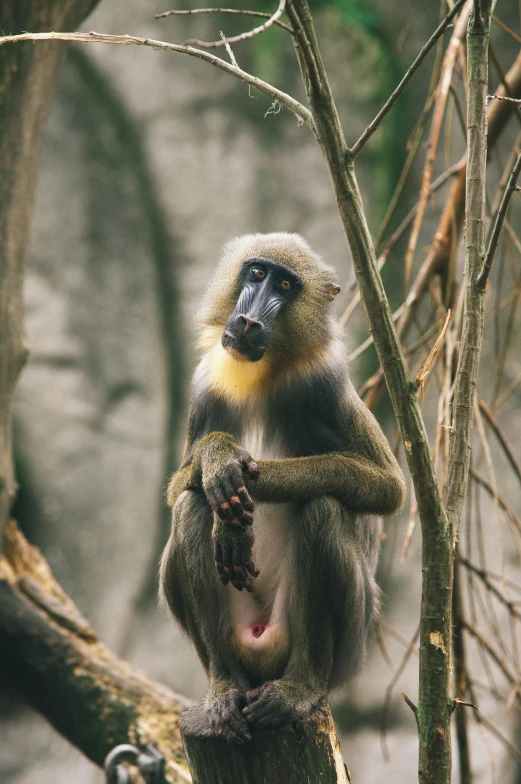 a large long - nosed monkey sitting on top of a tree nch