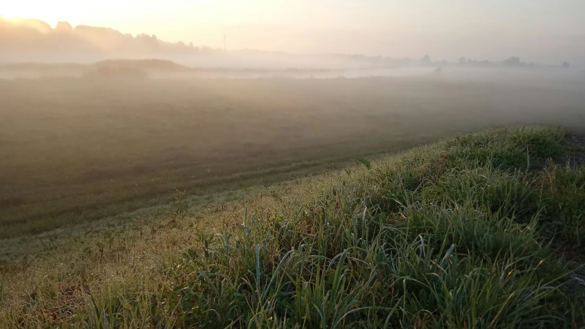 foggy field with long grass and an open road