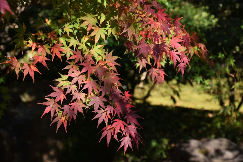 a tree with leaves that are red and green