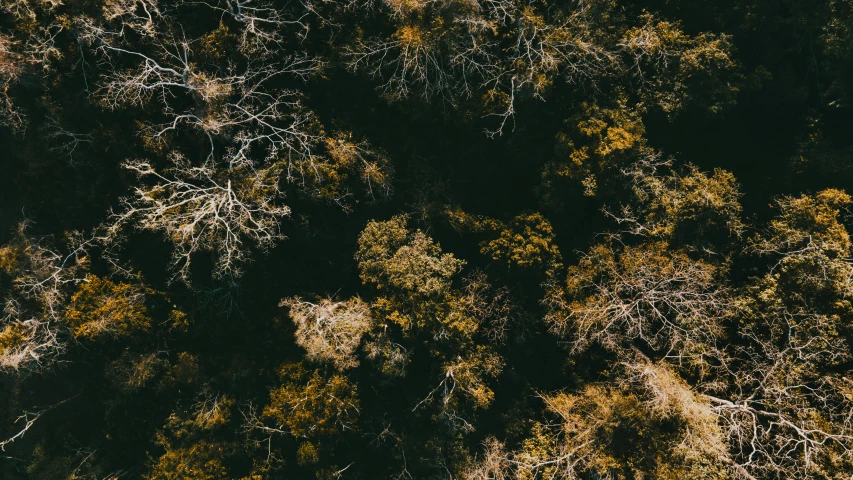 many trees in the woods seen above