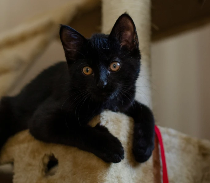 a small black cat sitting on a stuffed animal