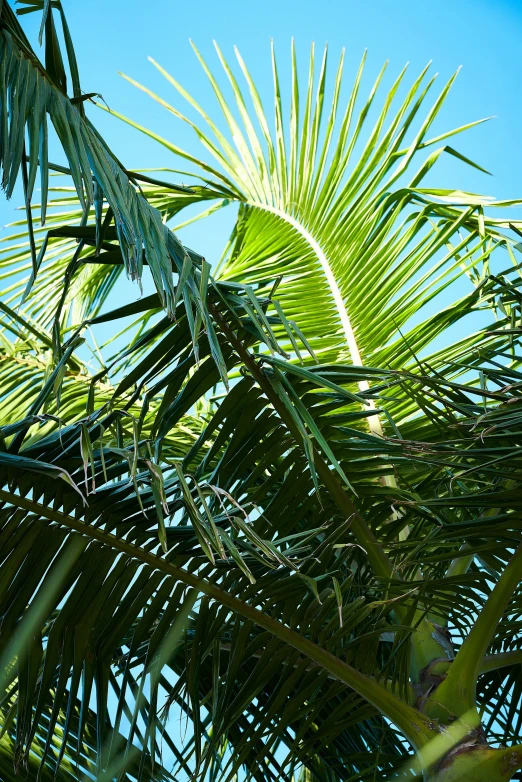 palm leaves against a blue sky background