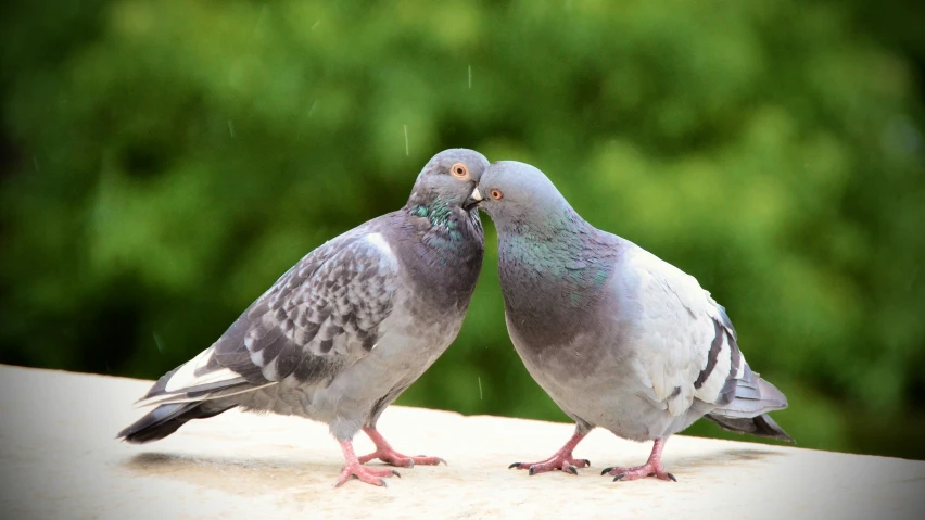 two gray pigeons standing close together by a window