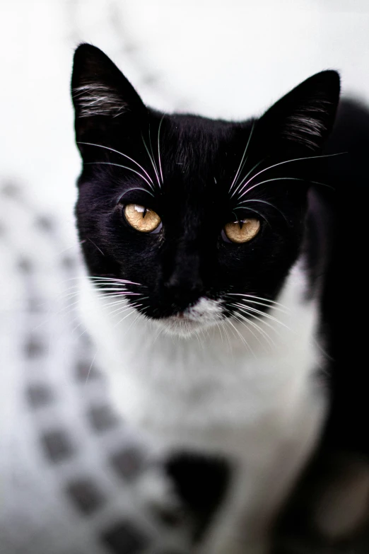 a black cat has brown eyes and a white patch