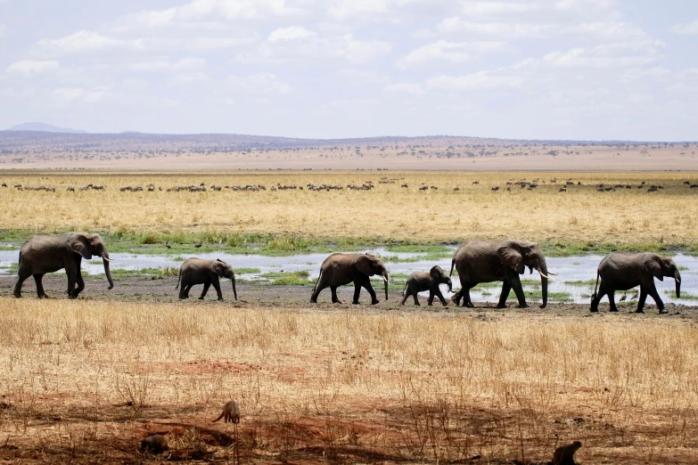 the group of elephants is walking towards a body of water