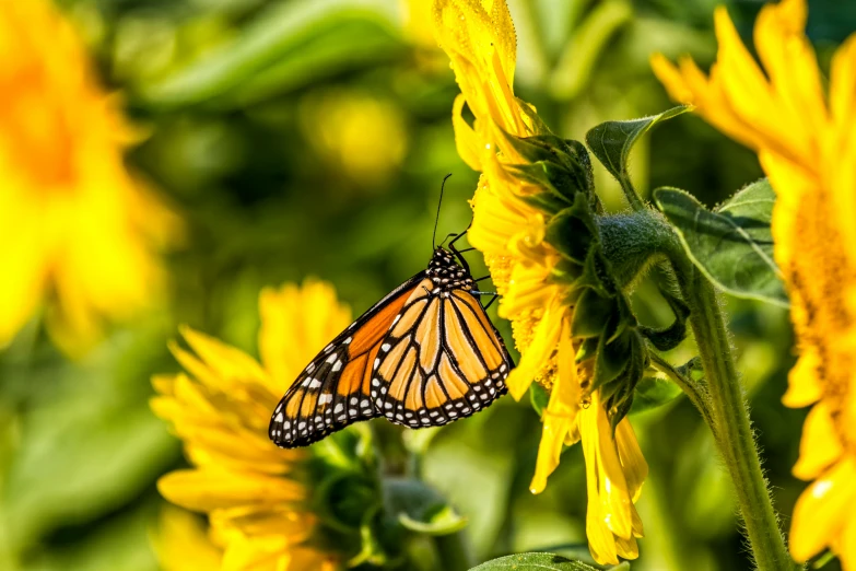 a close up of a erfly on a sunflower