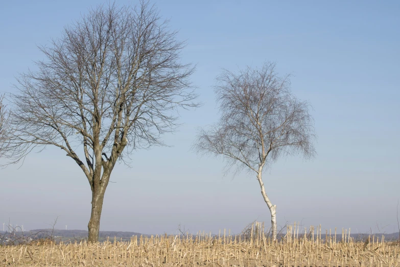 two tall trees stand next to each other