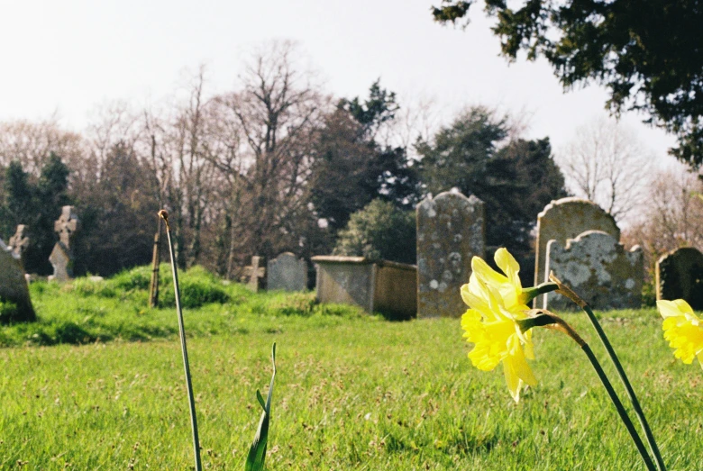 yellow daffodils are in a cemetery, and there are headstones