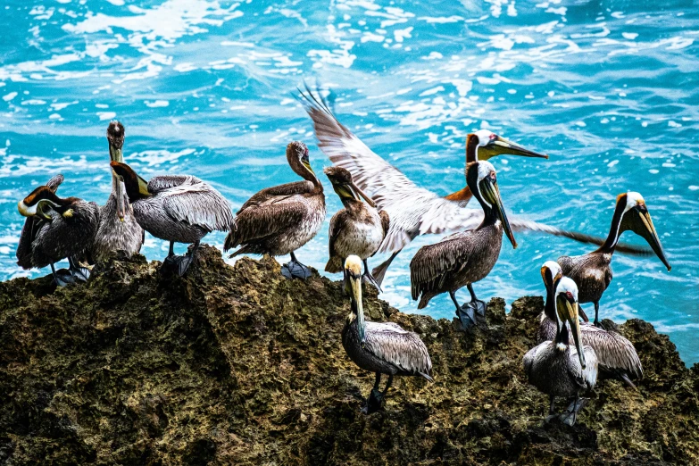 several pelicans are gathered on some rocks near the ocean