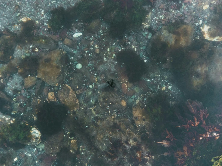 small black sea animal near small rocks and mussels