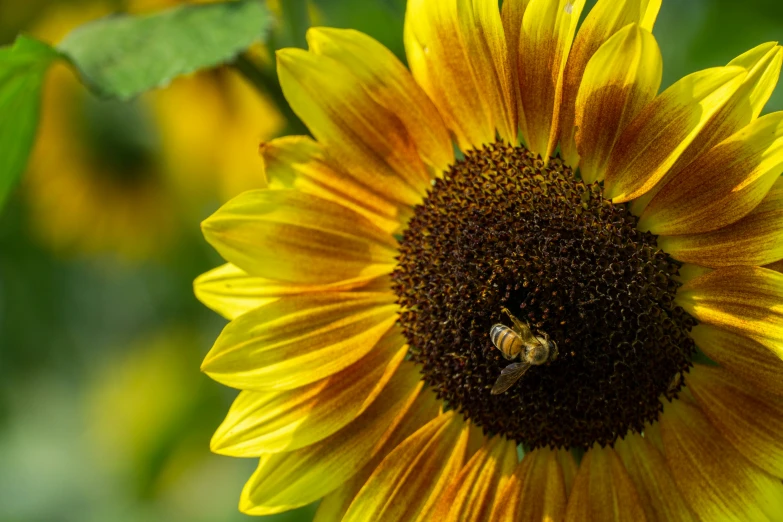 a large sunflower with a bee on it