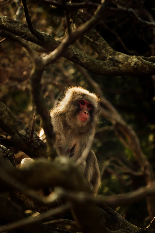 a monkey with red eyes and no head