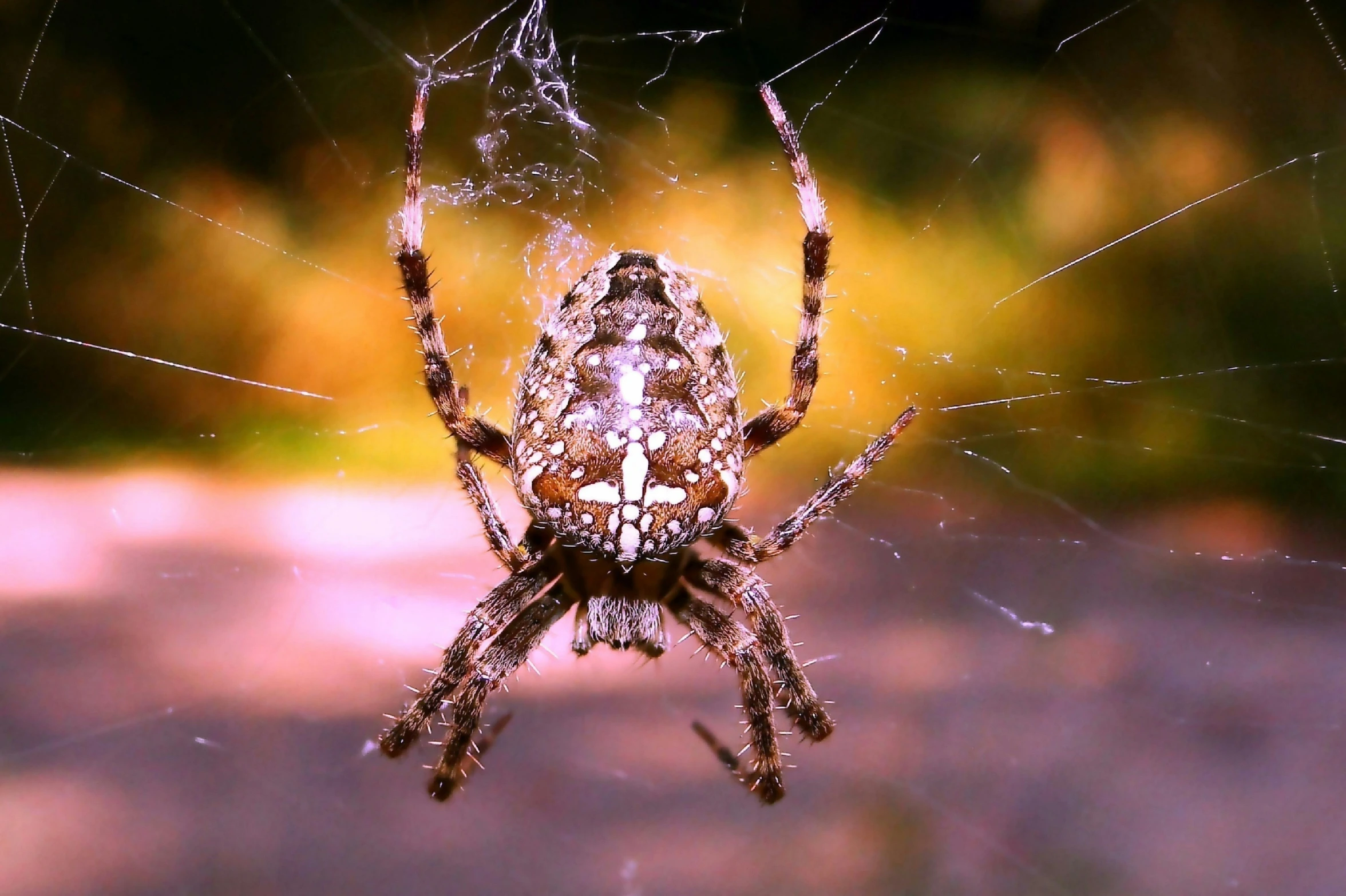 a spider that has just taken a prey