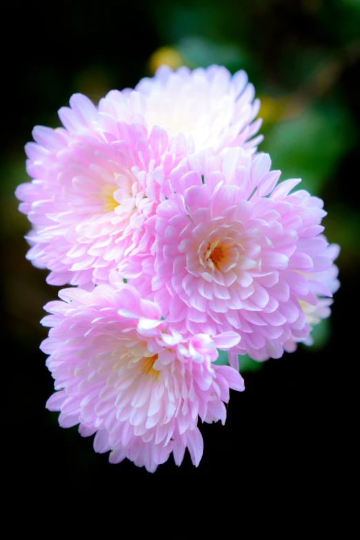 two pink flowers are arranged with light pink petals